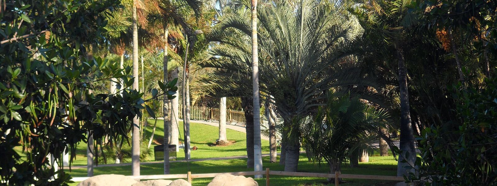 Palmetum of Santa Cruz