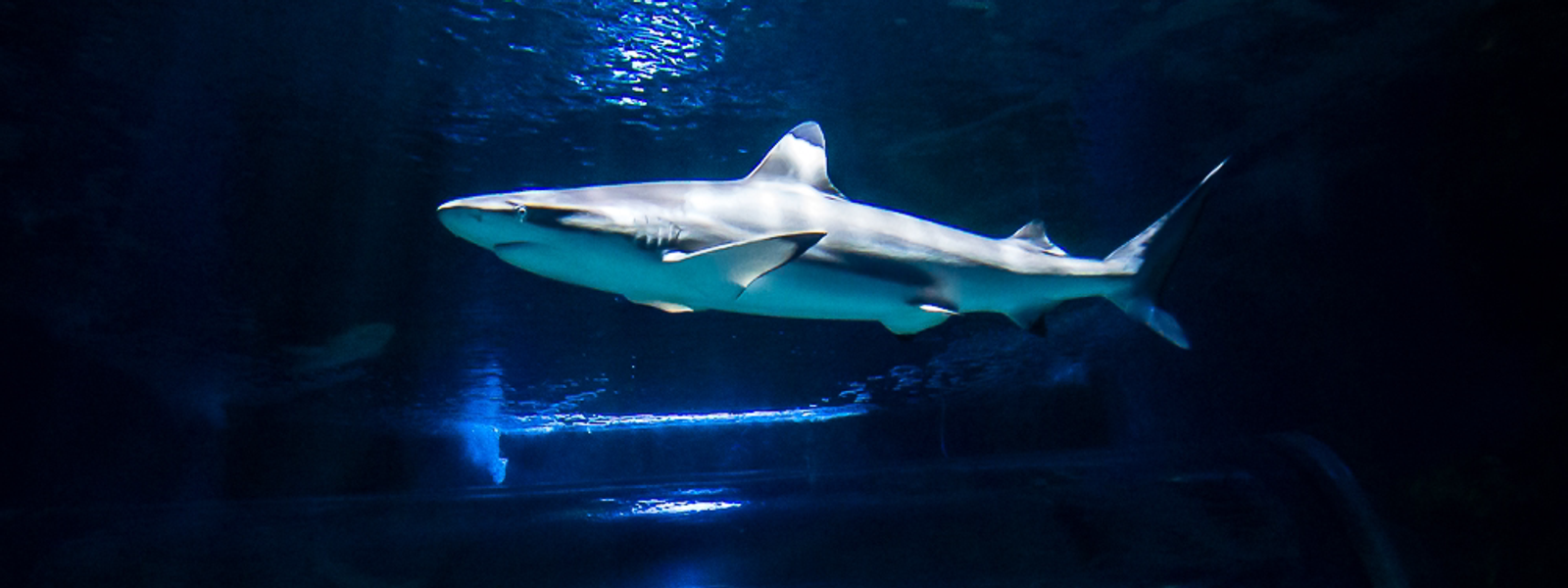Lanzarote Aquarium
