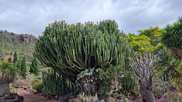 Viera y Clavijo Canary Botanical Garden