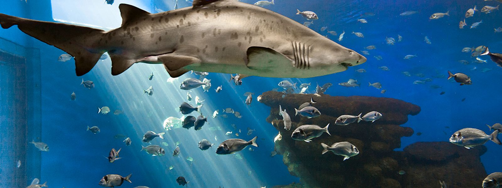 Palma Aquarium