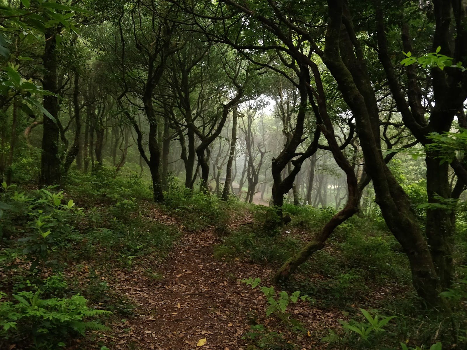 Chão dos Louros Trail (PR22)