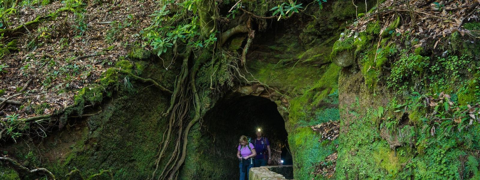 Madeira's levadas for a first trip: seven walks to start with