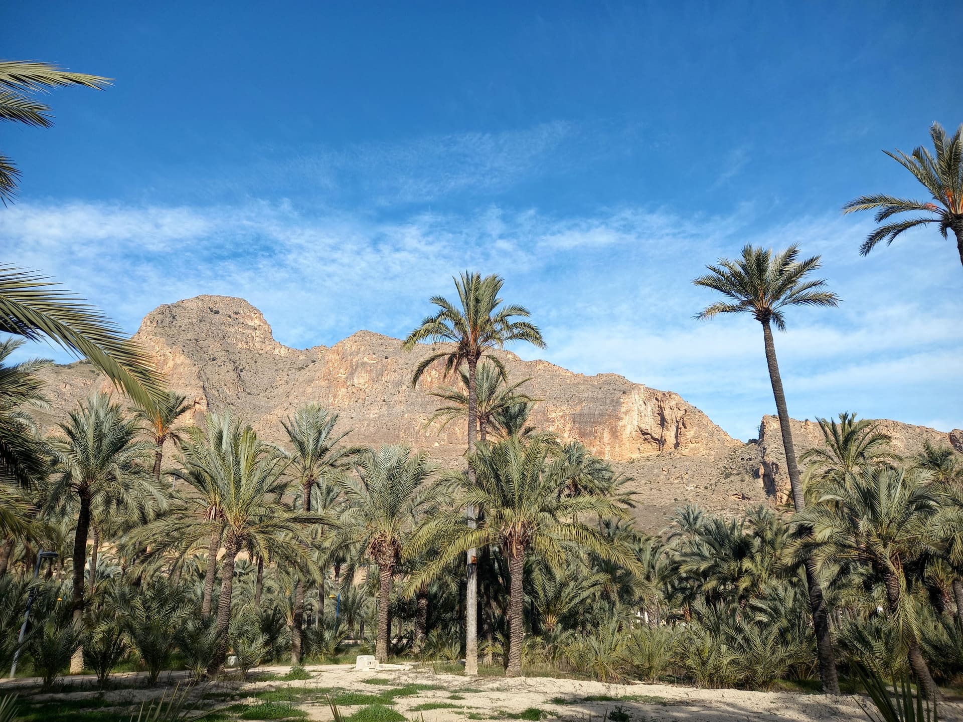 Пальмераль Ориуэлы