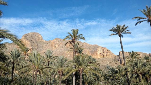 Пальмераль Оріуели