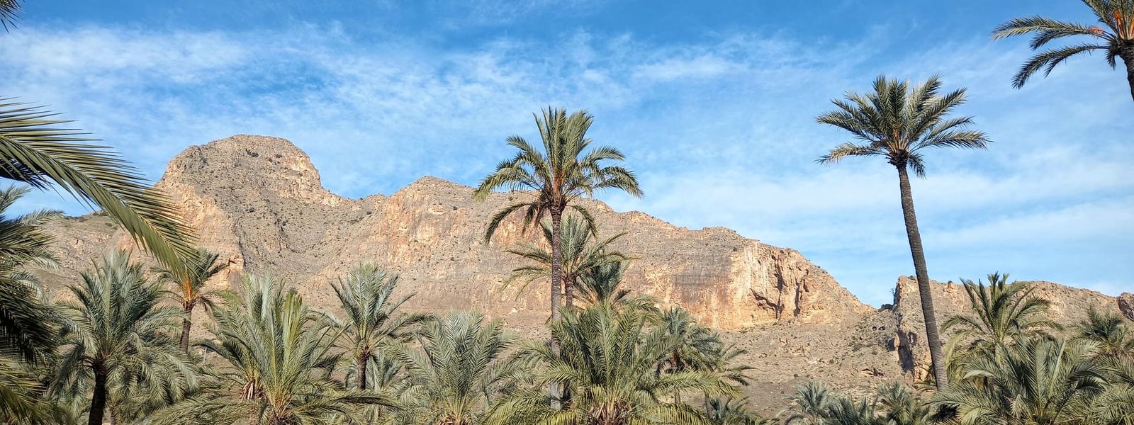 The Palm Grove of Orihuela