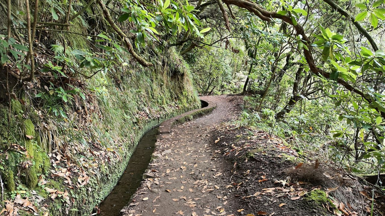 Levada do Caldeirão Verde Trail