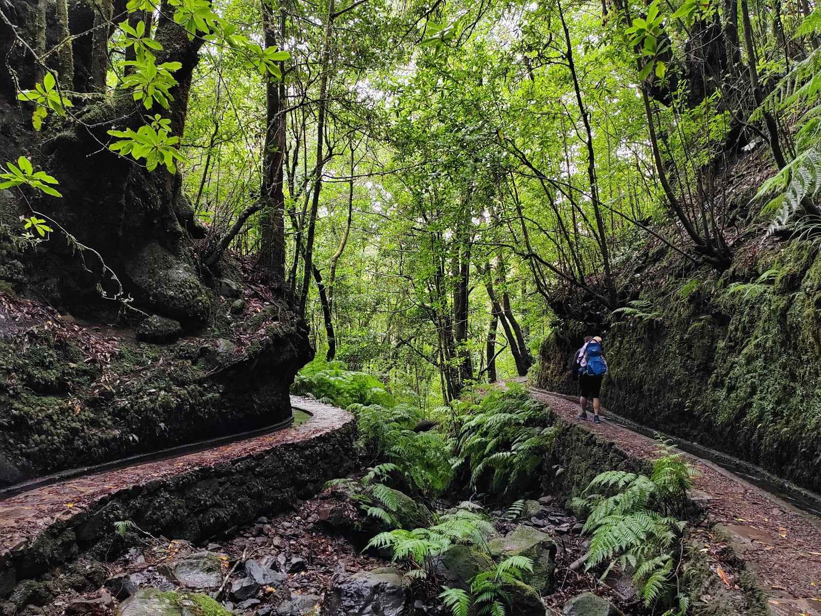 PR14 Levada dos Cedros