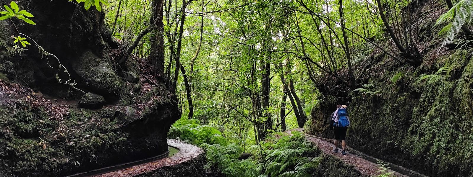 PR14 Levada dos Cedros