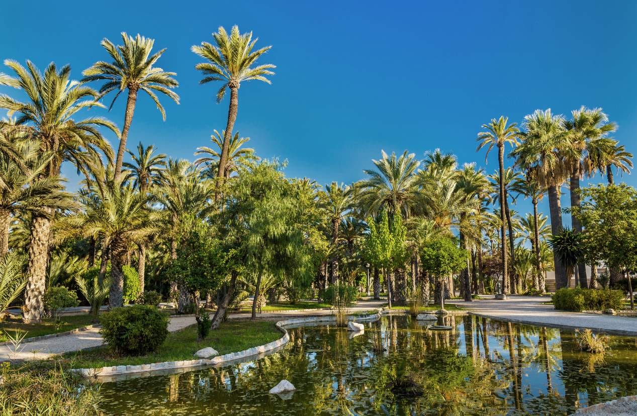 Пальмовый лес Эль-Пальмераль