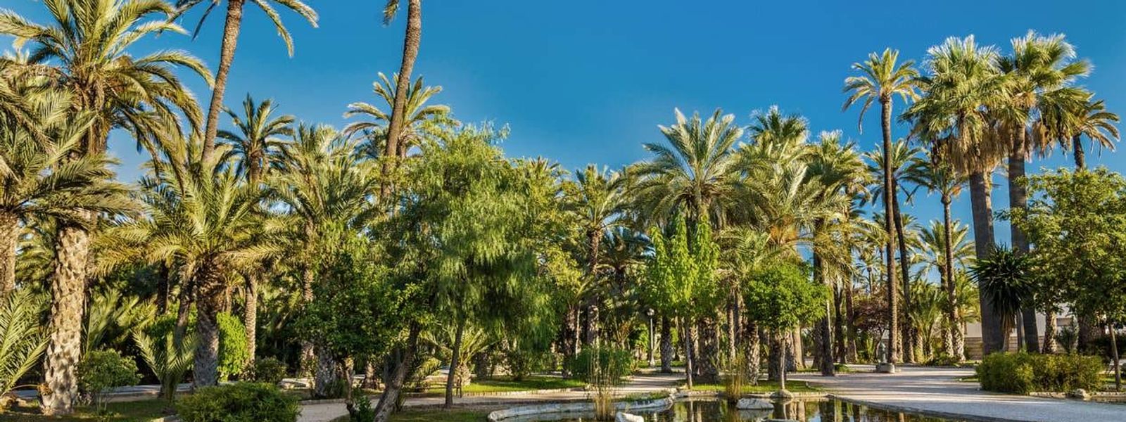 Elche Palm Grove