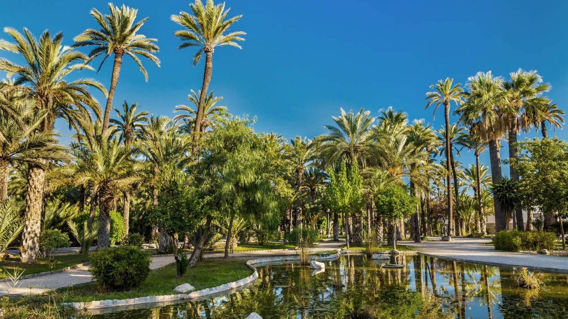 Пальмовий ліс Ель-Пальмераль