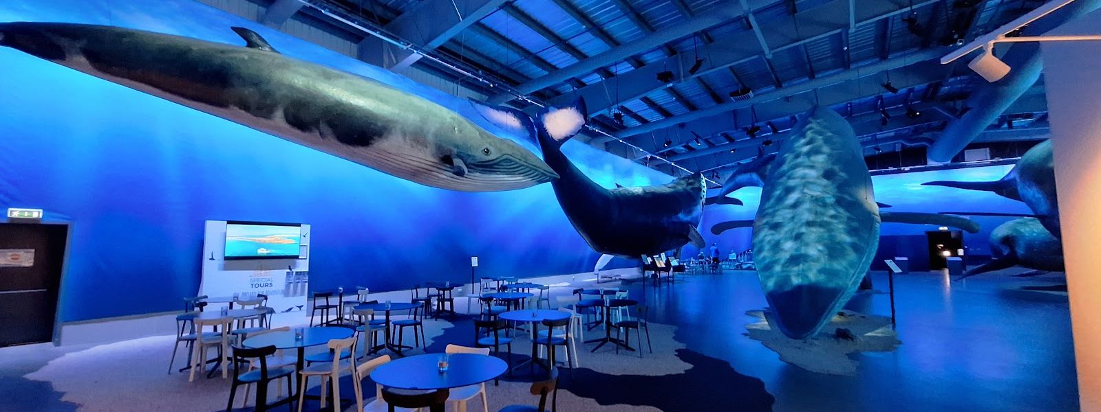 Whales of Iceland