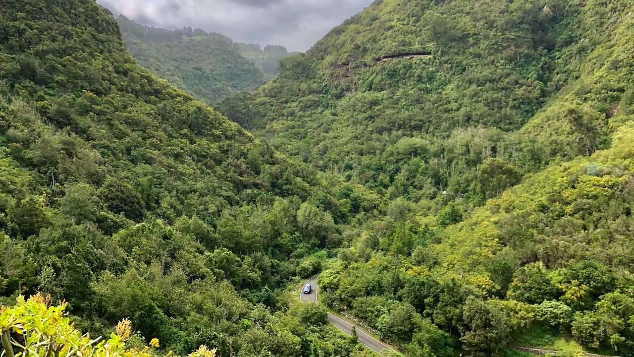 Los Tilos de Moya Nature Reserve