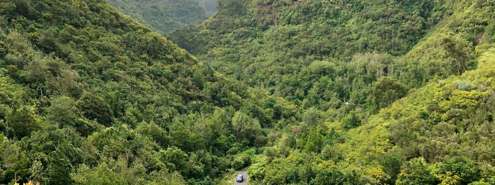 Los Tilos de Moya Nature Reserve