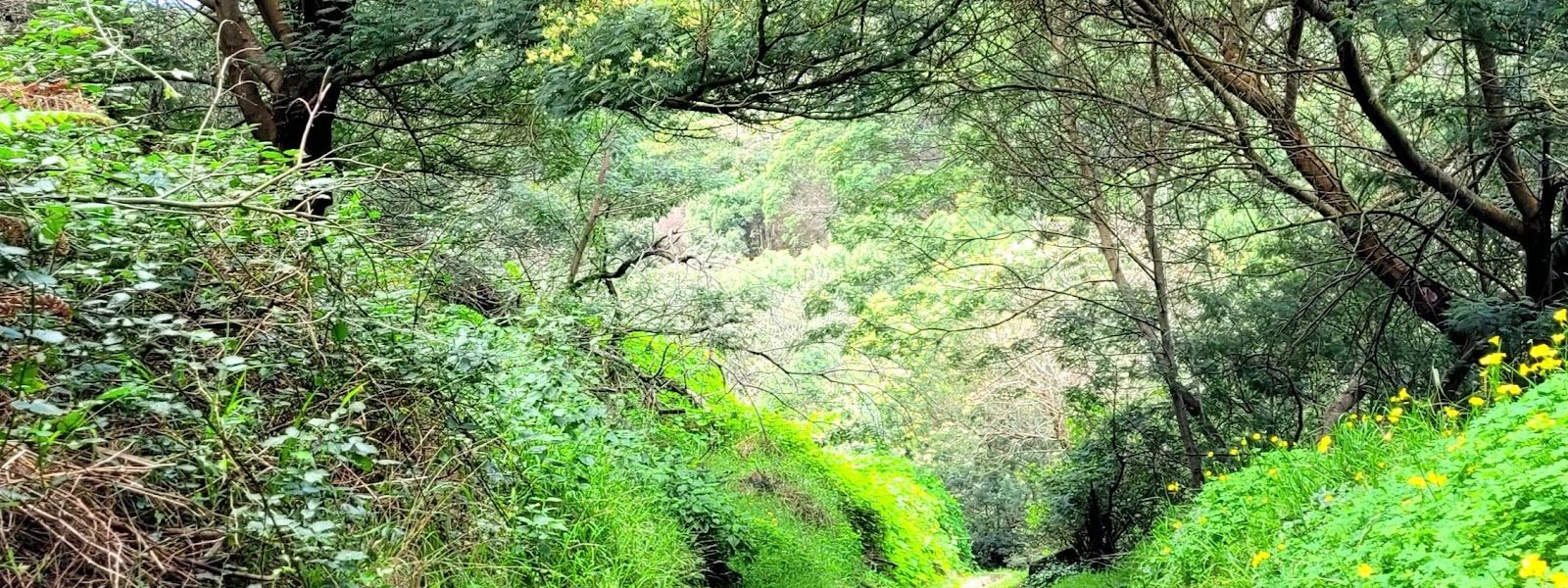 Levada do Caniçal (Machico)