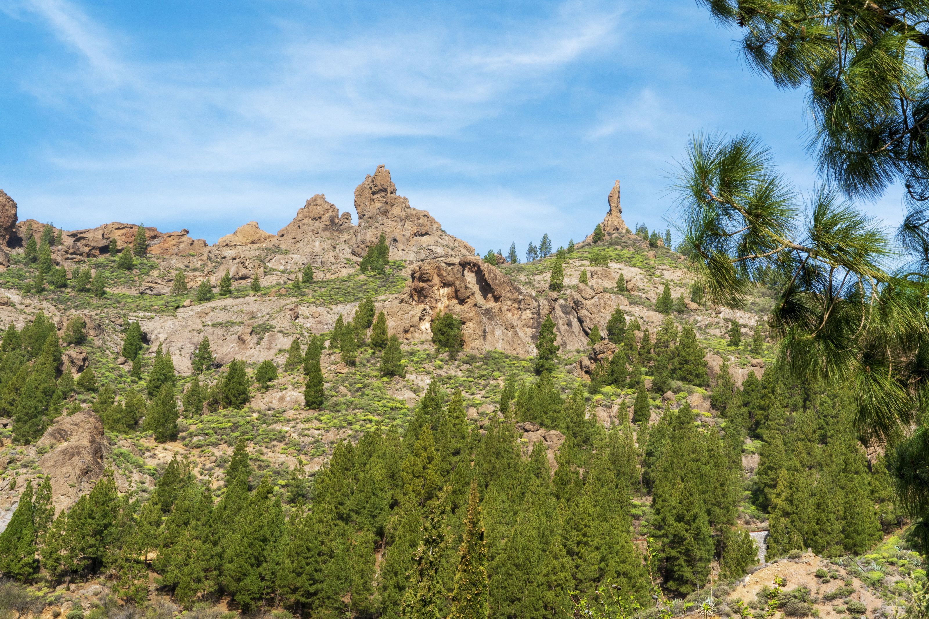 Canary pines below rock towers in the mountains of Gran Canaria