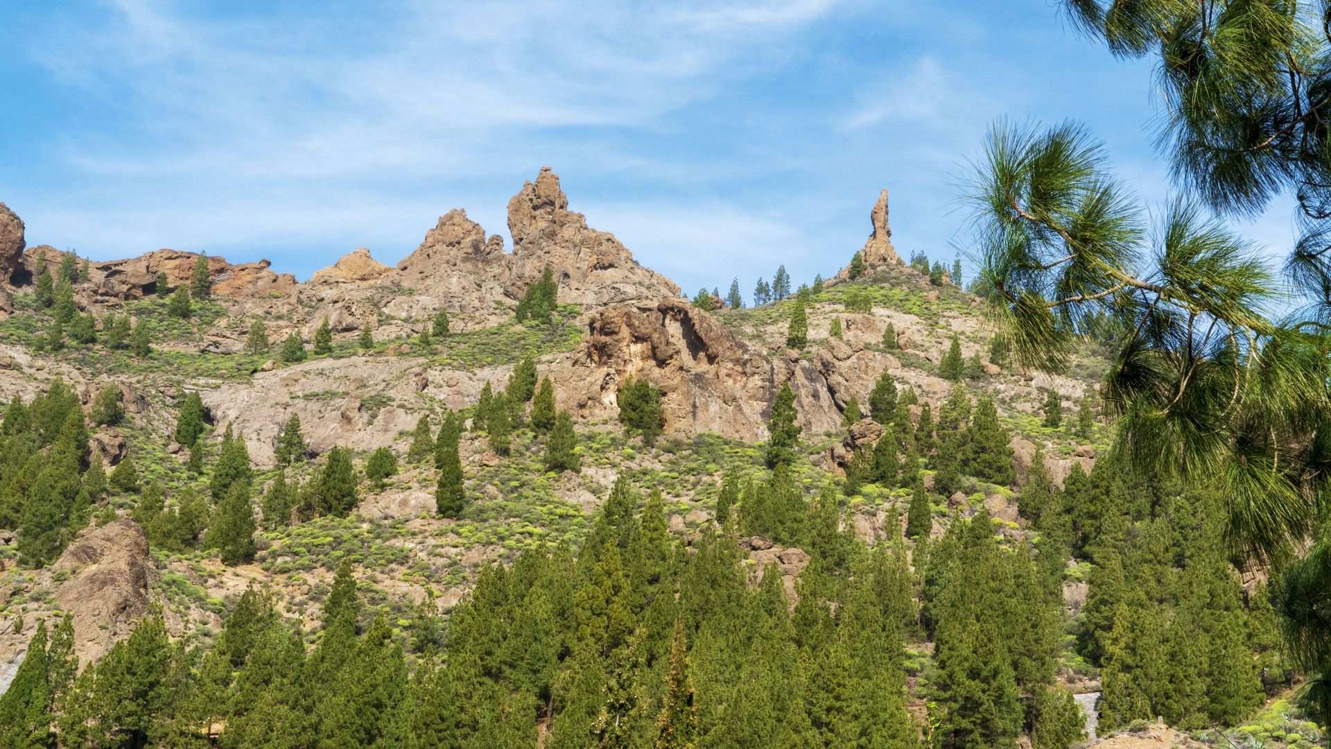 Canary pines below rock towers in the mountains of Gran Canaria