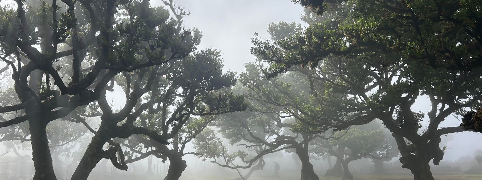 Fanal Forest