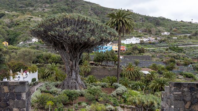 Drago Tree of Icod de los Vinos