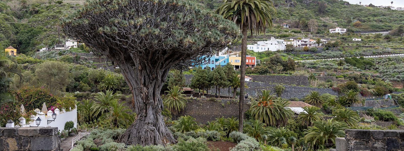 Drago Tree of Icod de los Vinos
