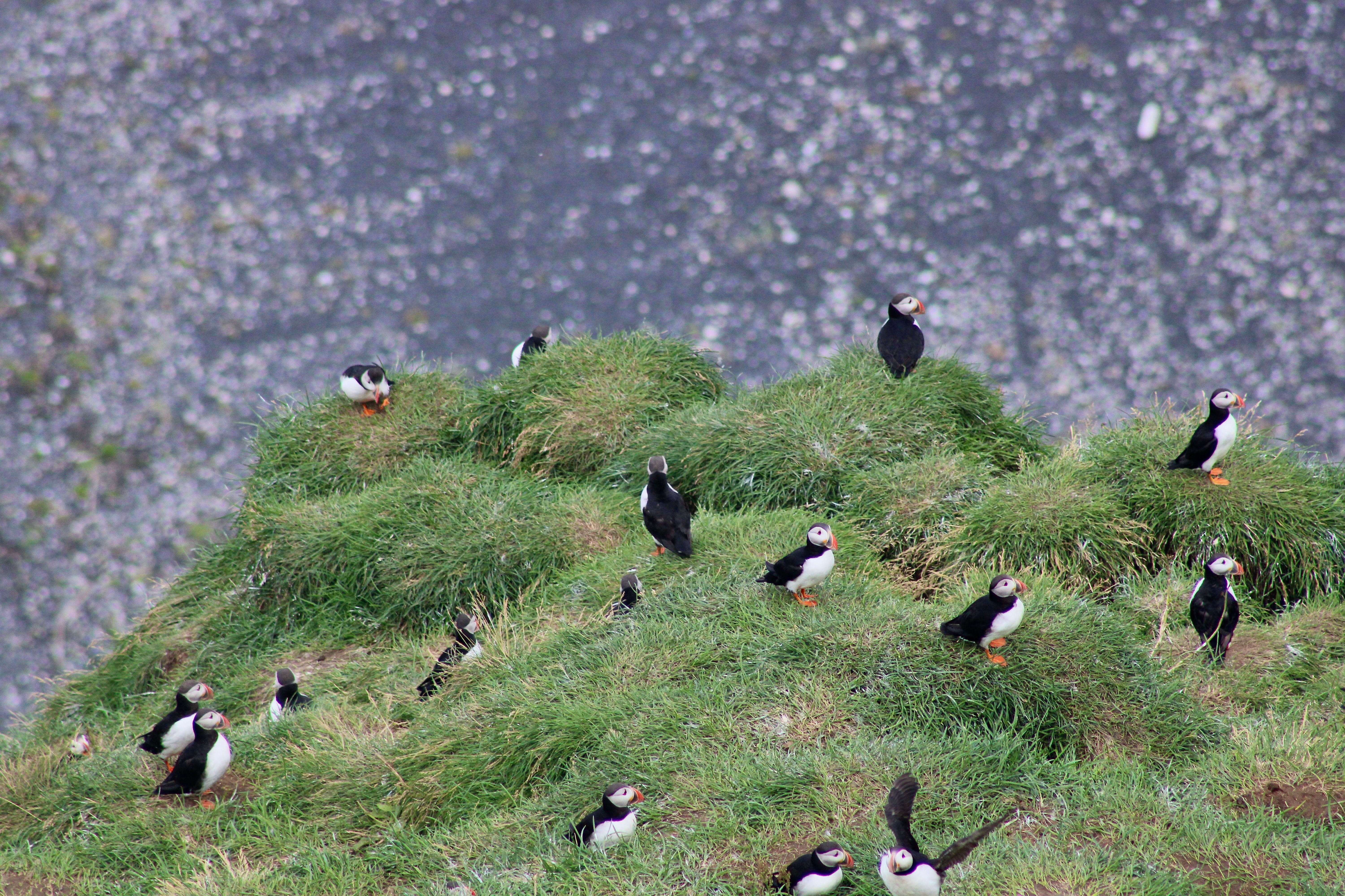 Atlantic puffins on a cliff in Iceland during the summer breeding season