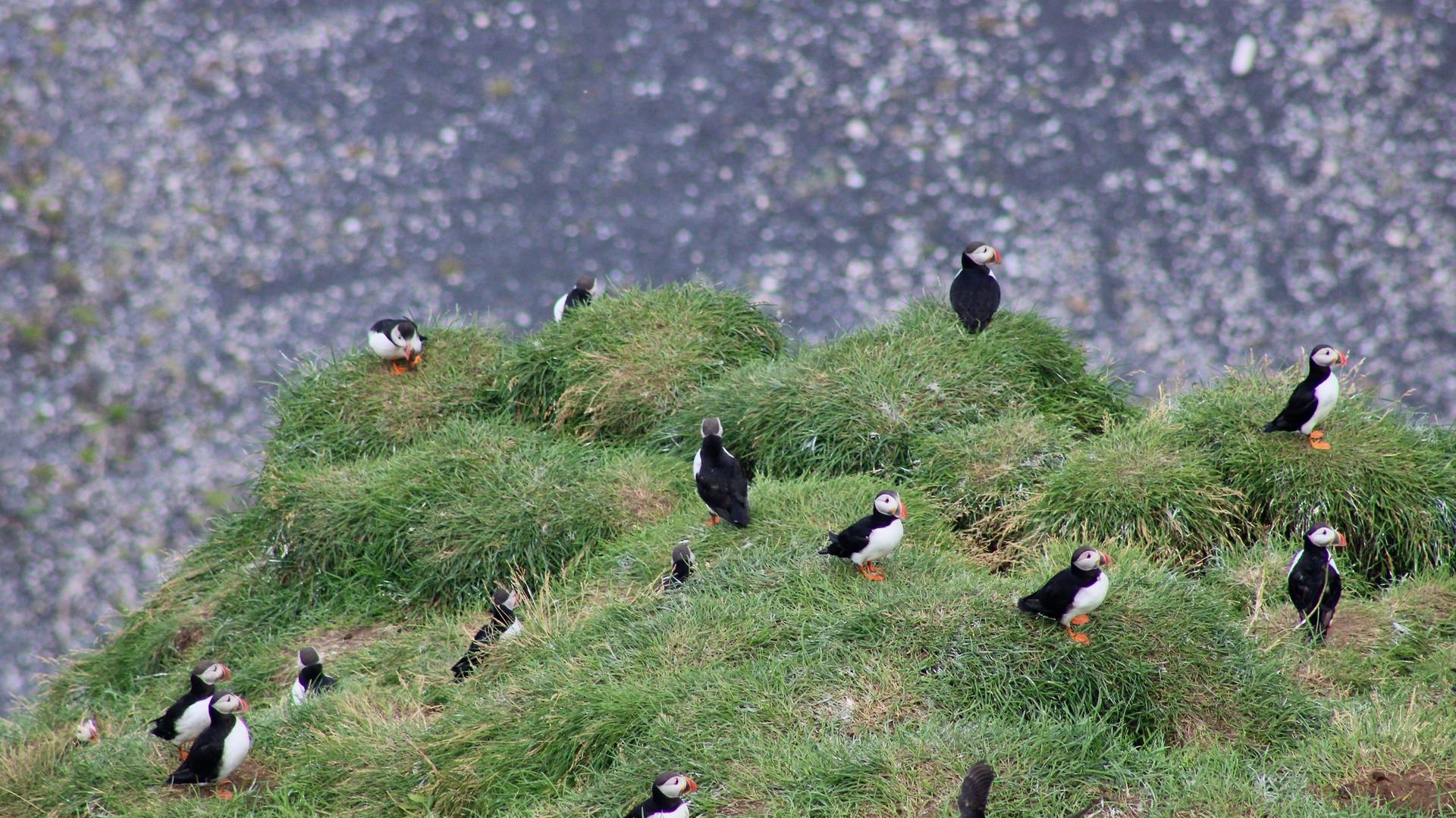 Atlantic puffins on a cliff in Iceland during the summer breeding season