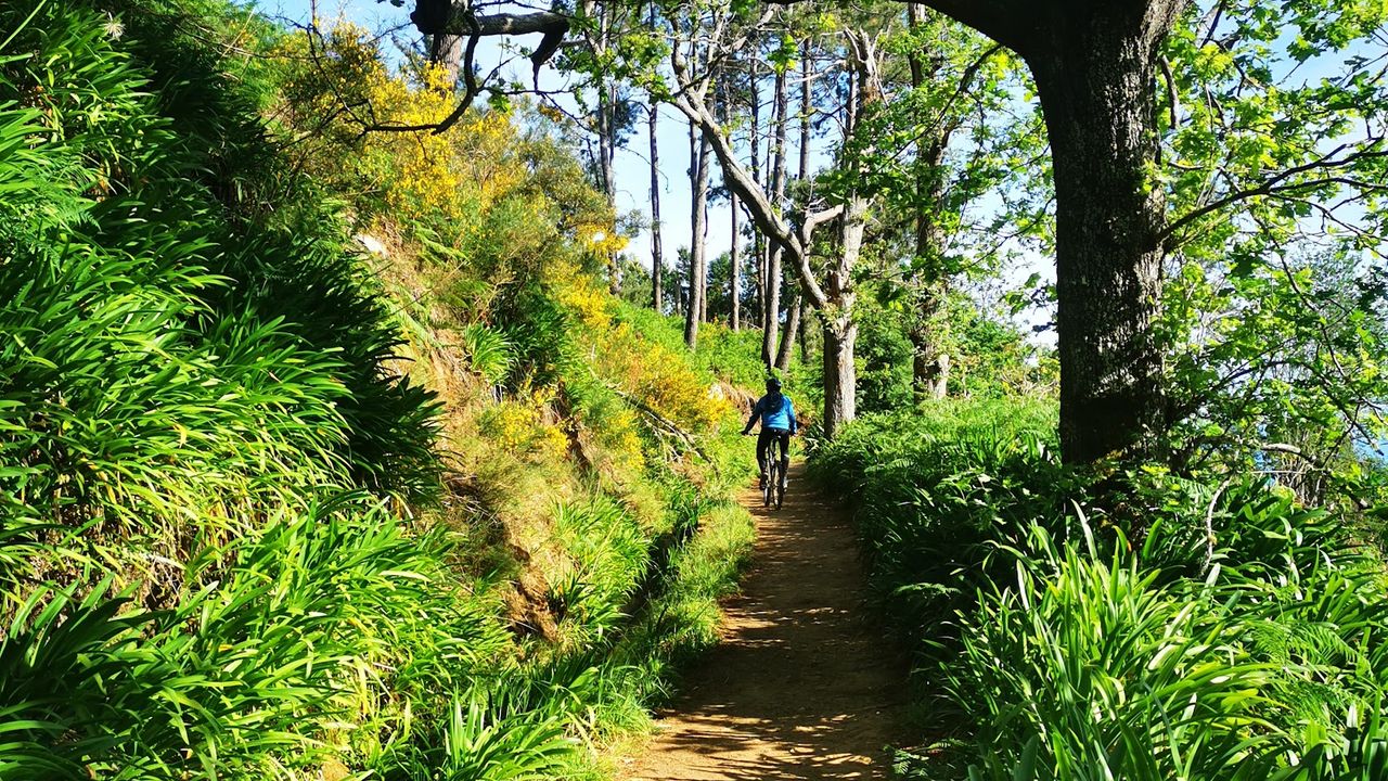 Levada Serra do Faial