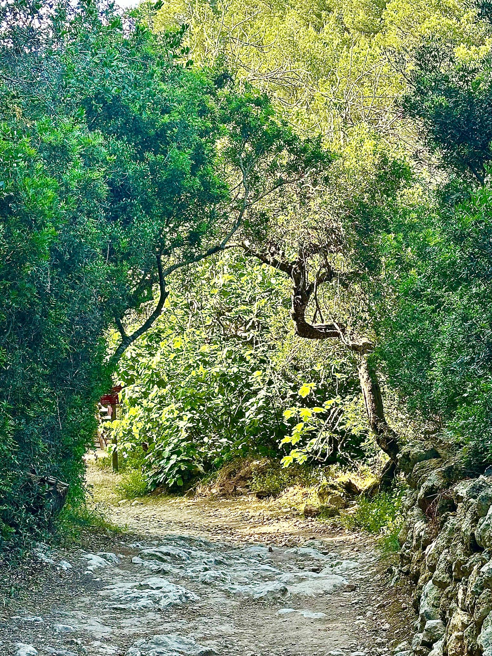 Barranc de Binigaus