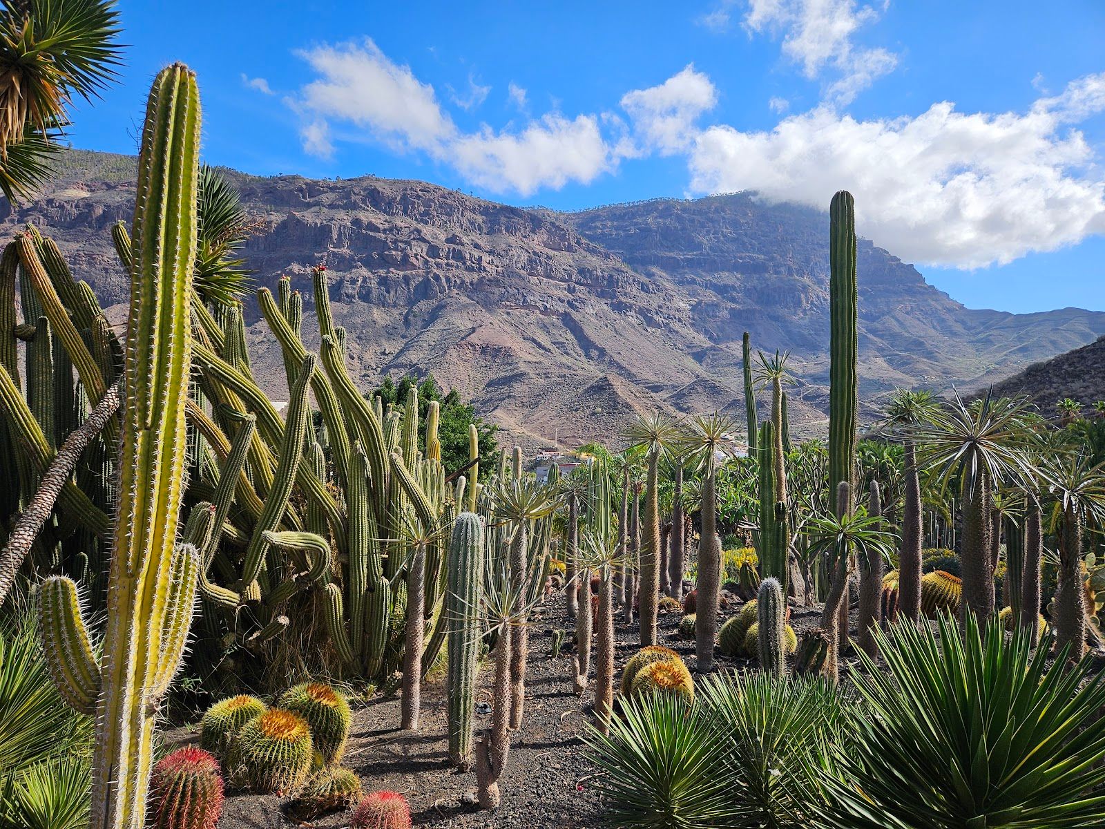 Cactualdea Cactus Park