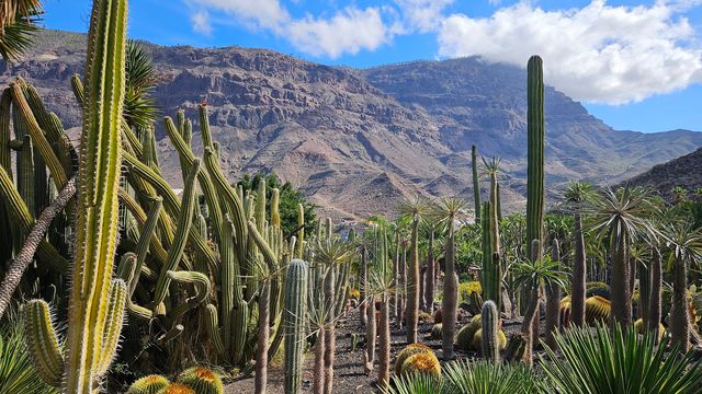 Cactualdea Cactus Park