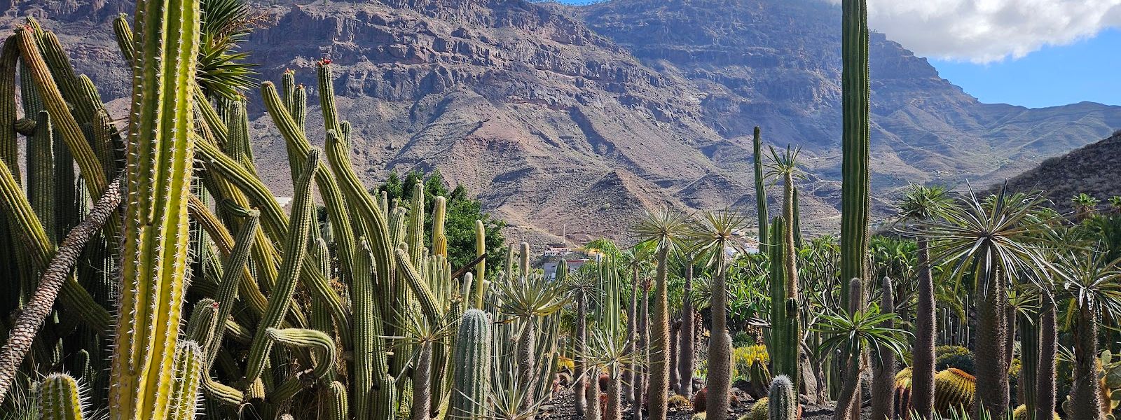Cactualdea Cactus Park