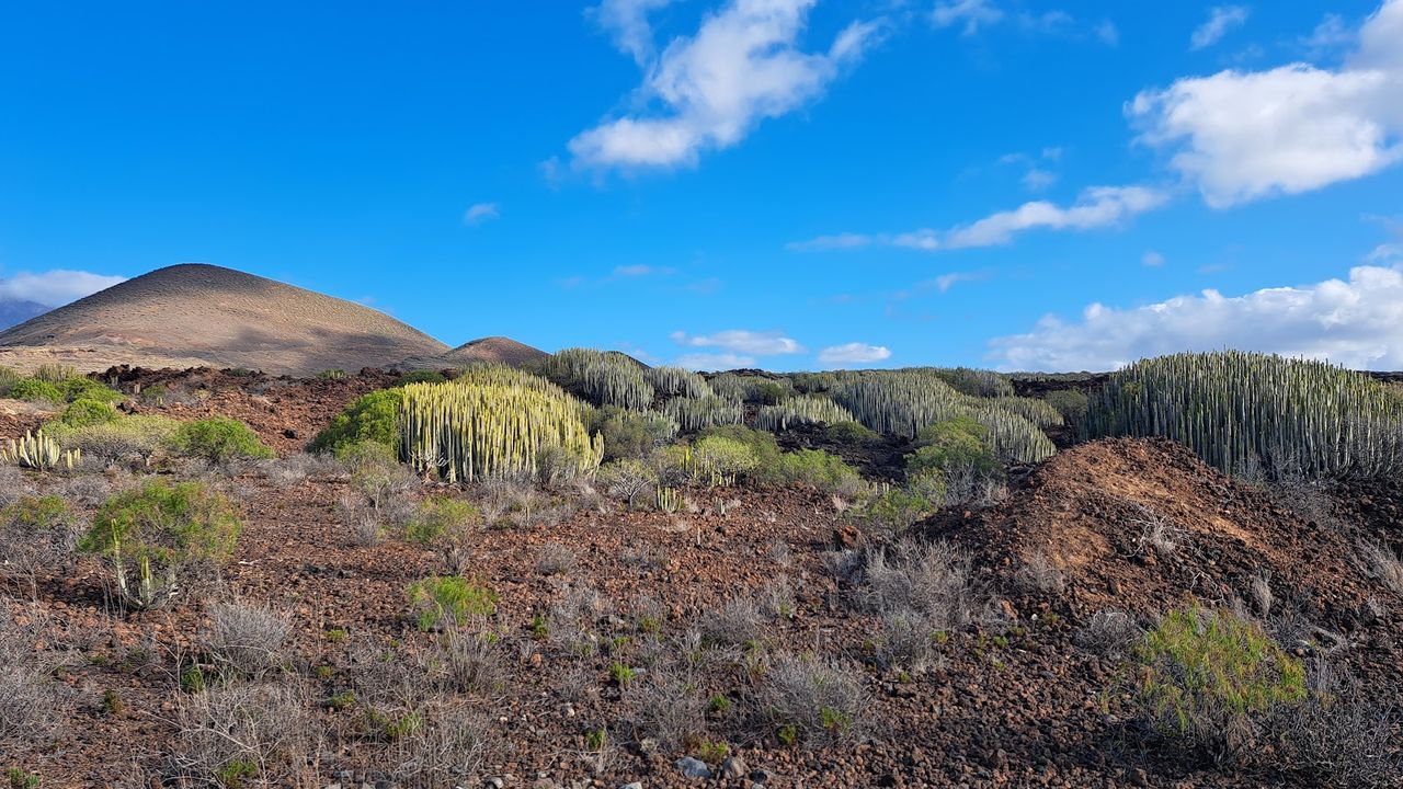 Malpais de Guimar Nature Reserve
