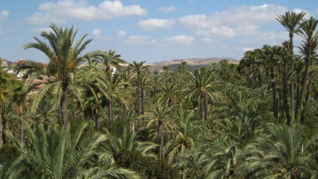 Пальмовий ліс в Ельче