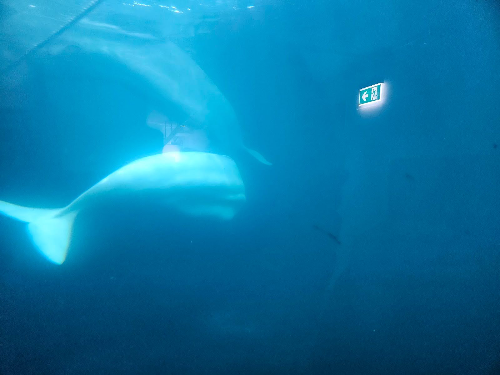 Beluga Whale Sanctuary