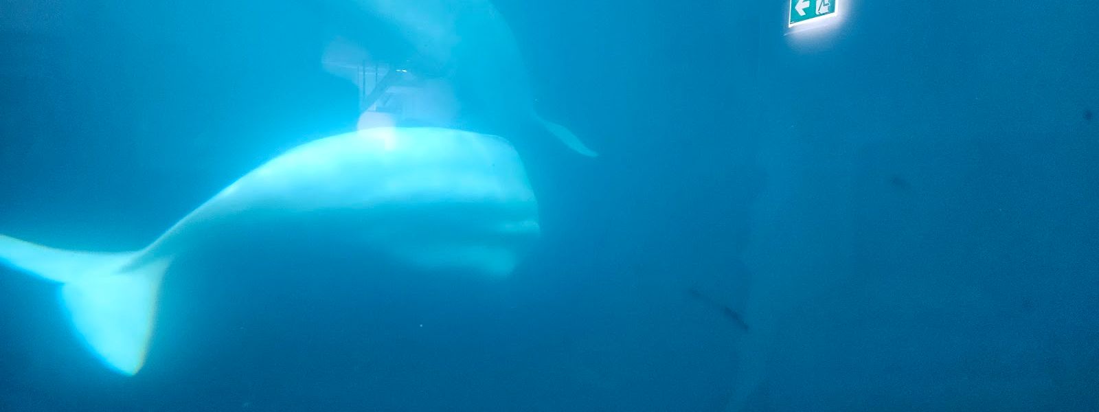 Beluga Whale Sanctuary