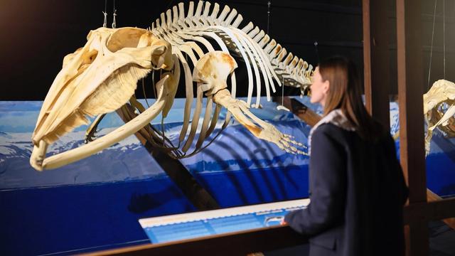 Húsavík Whale Museum