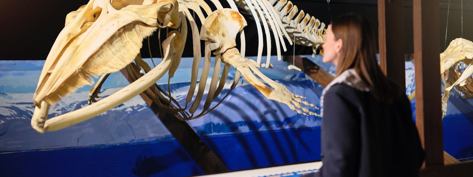 Húsavík Whale Museum