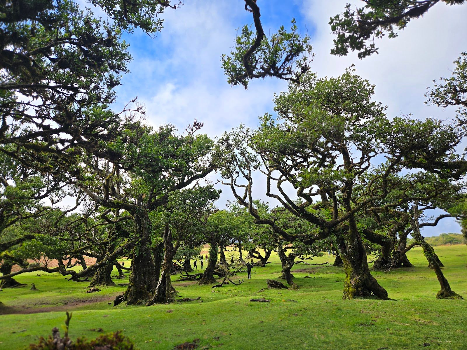 Fanal Forest