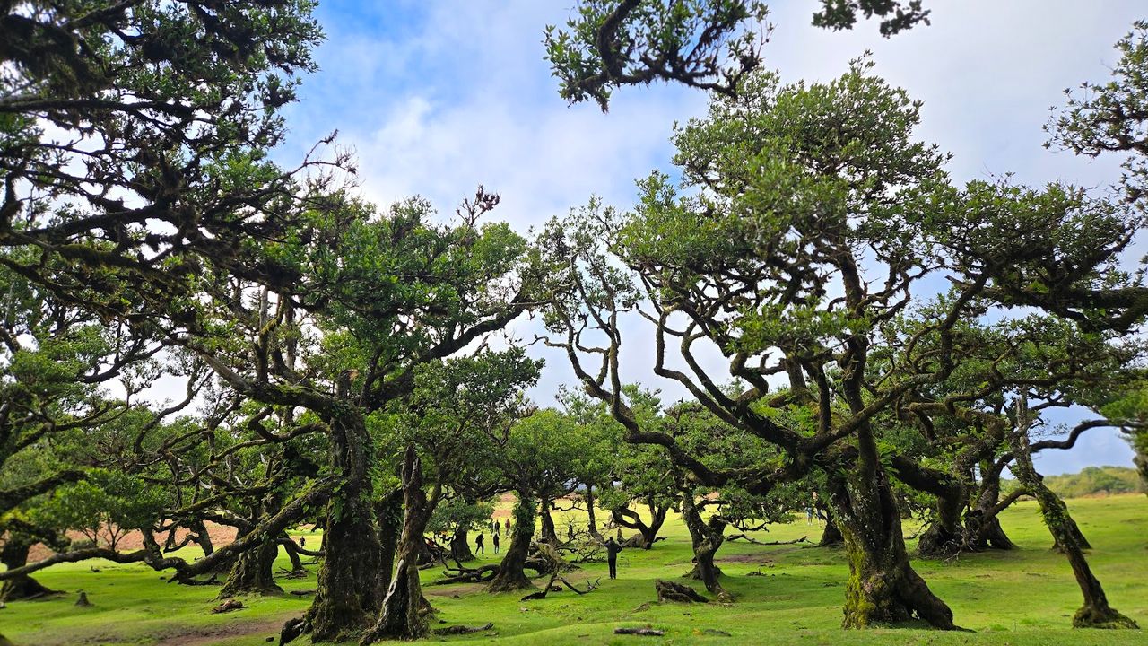 Fanal Forest