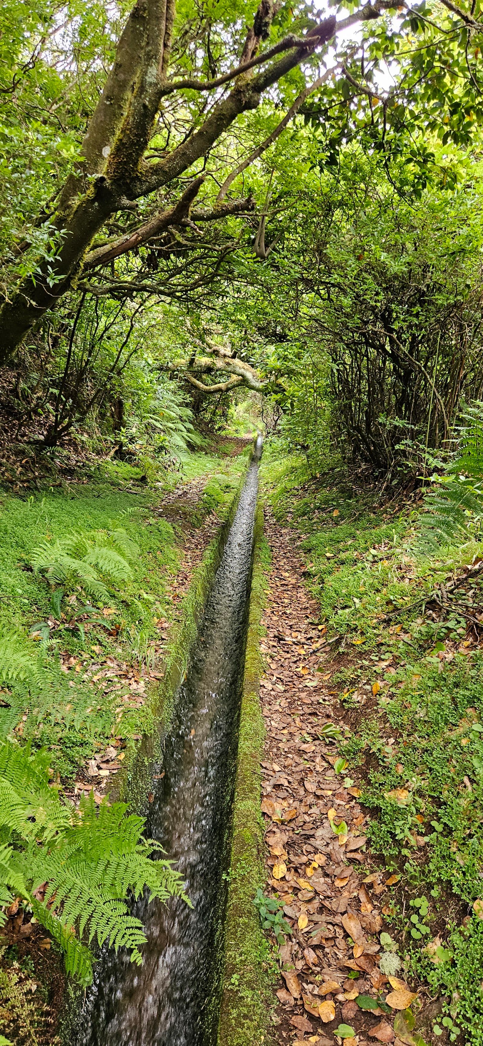 Levada da Portela