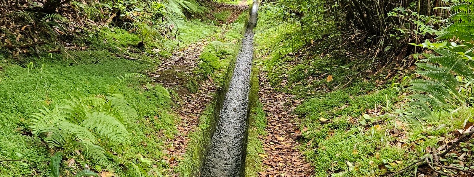 Levada da Portela