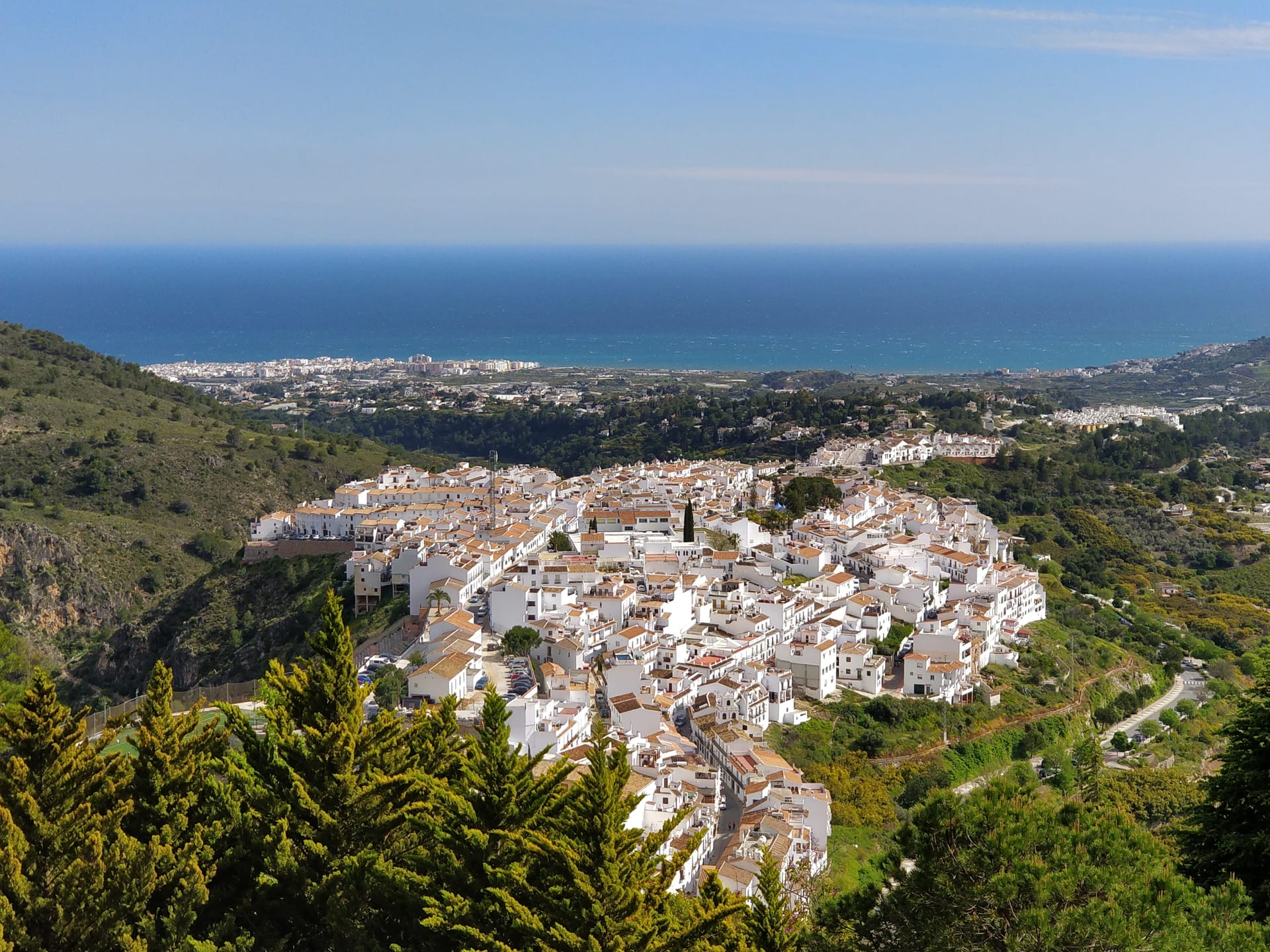 Фрихилиана