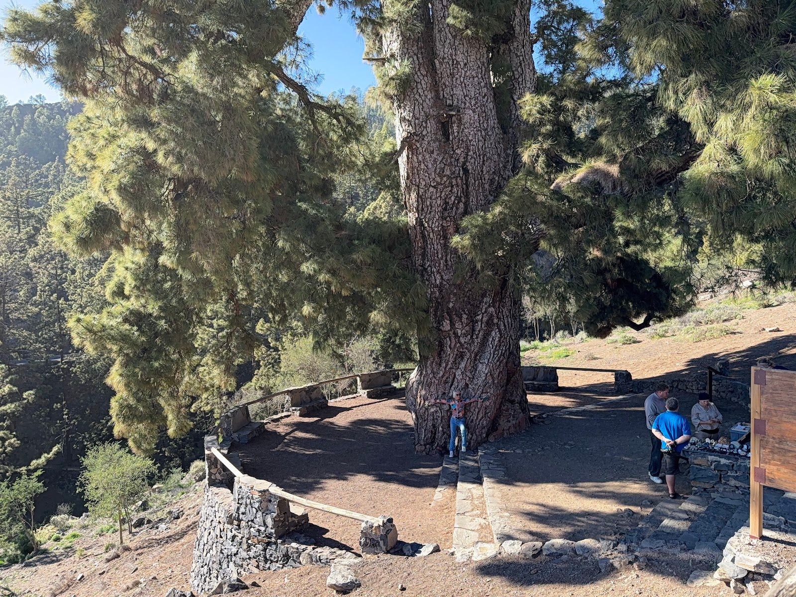 Pino Gordo Canary Pine