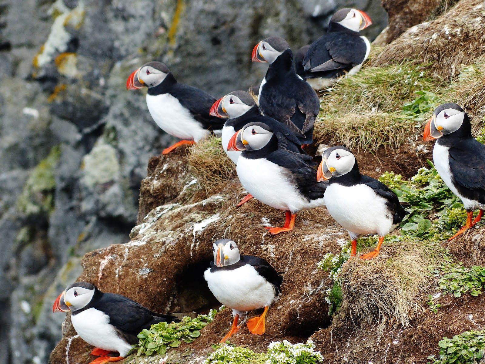 Grímsey Bird Cliffs