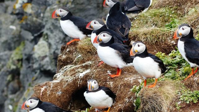 Grímsey Bird Cliffs