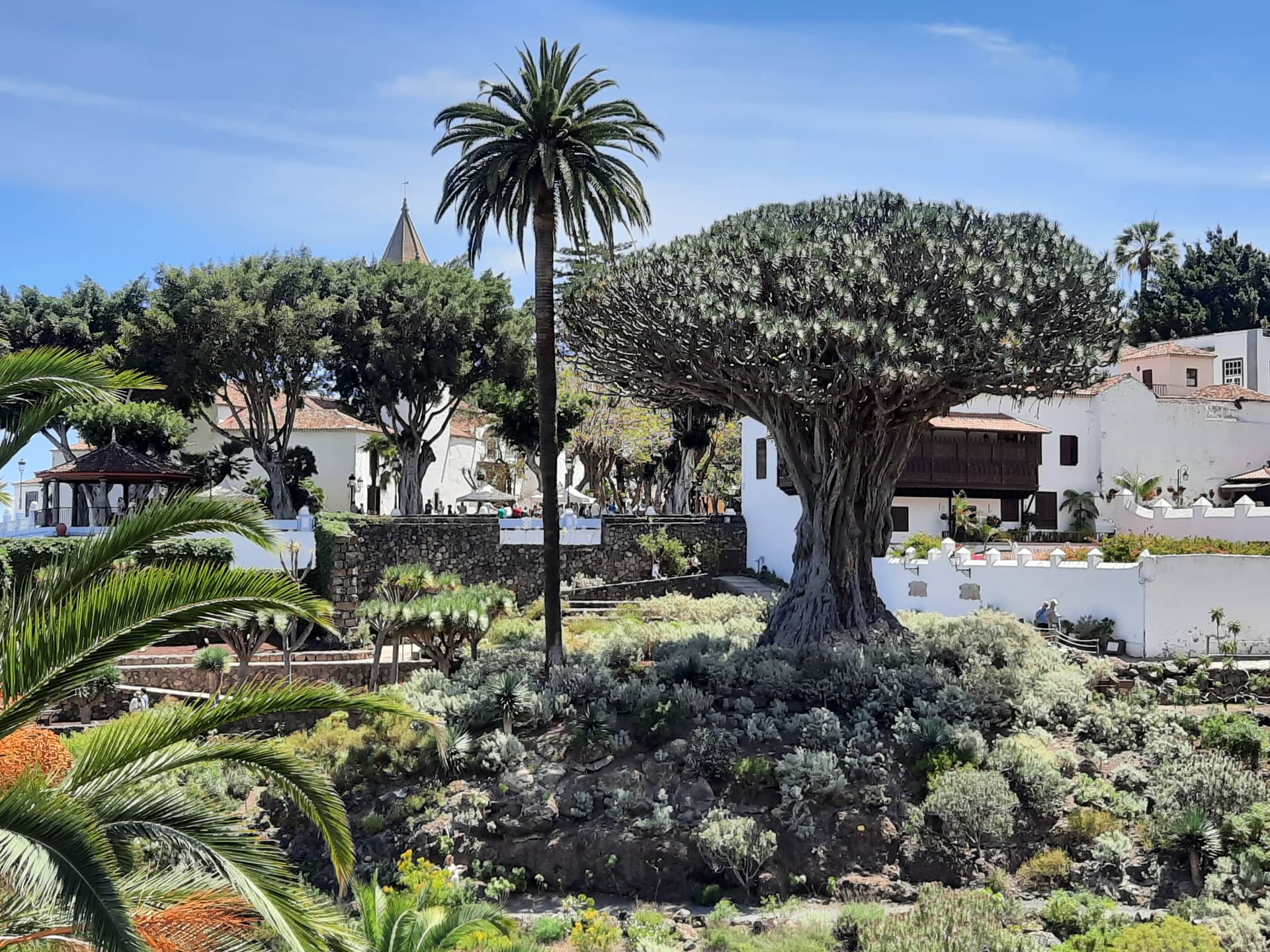 Дерево Драго в Икод-де-лос-Винос