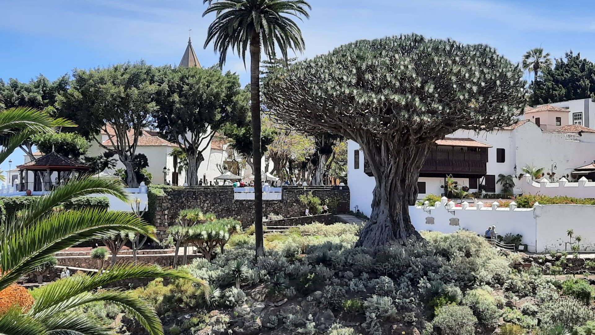Дерево Драго в Ікод-де-лос-Вінос