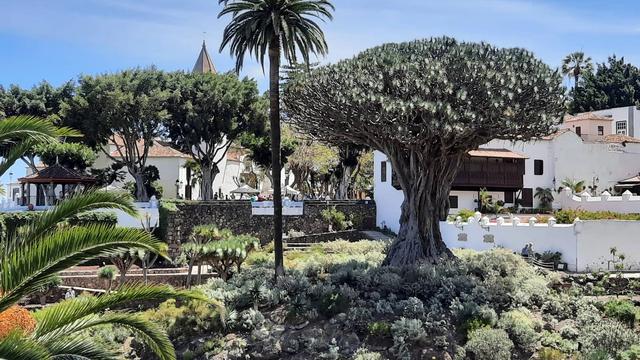 Дерево Драго в Ікод-де-лос-Вінос