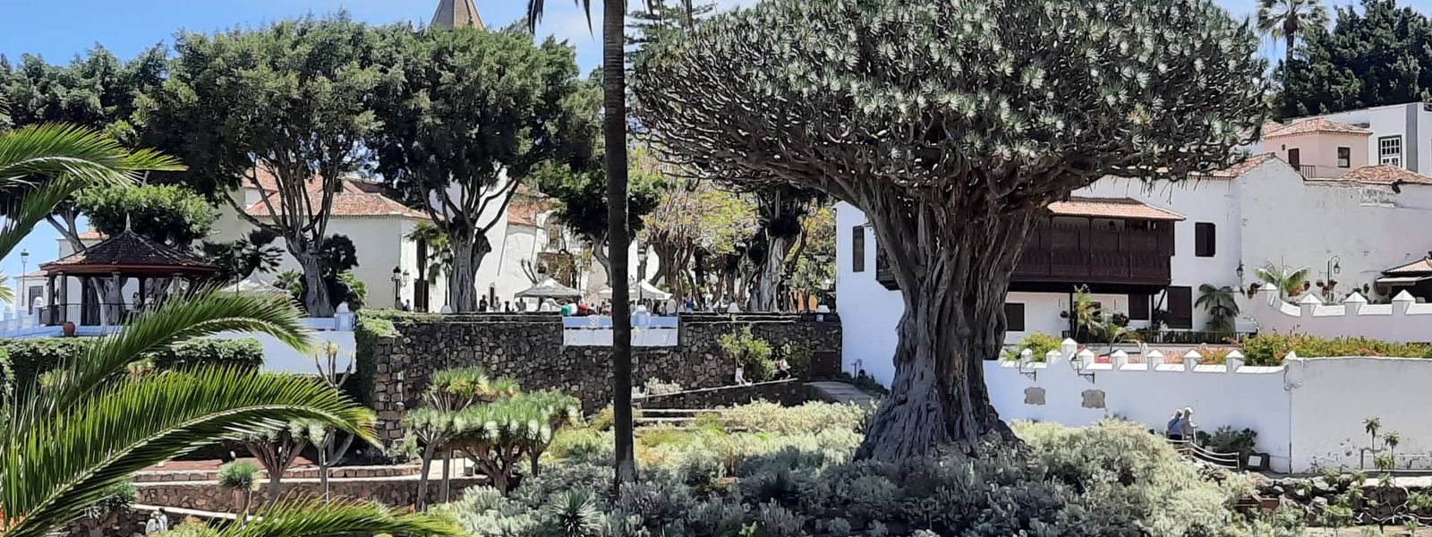 Drago Tree of Icod de los Vinos