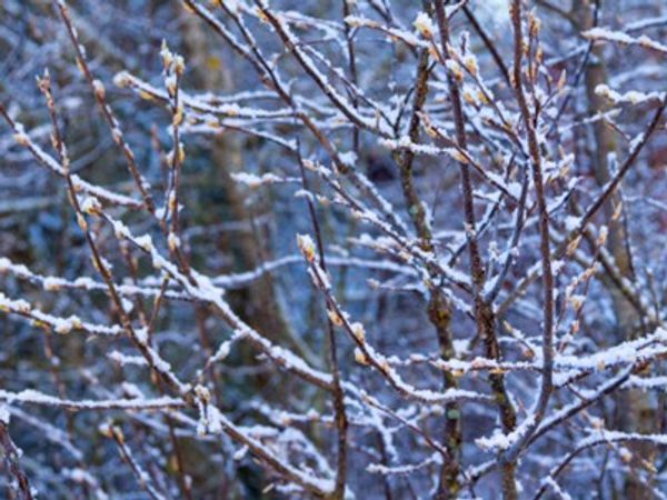 Jakten på det perfekta ämnet